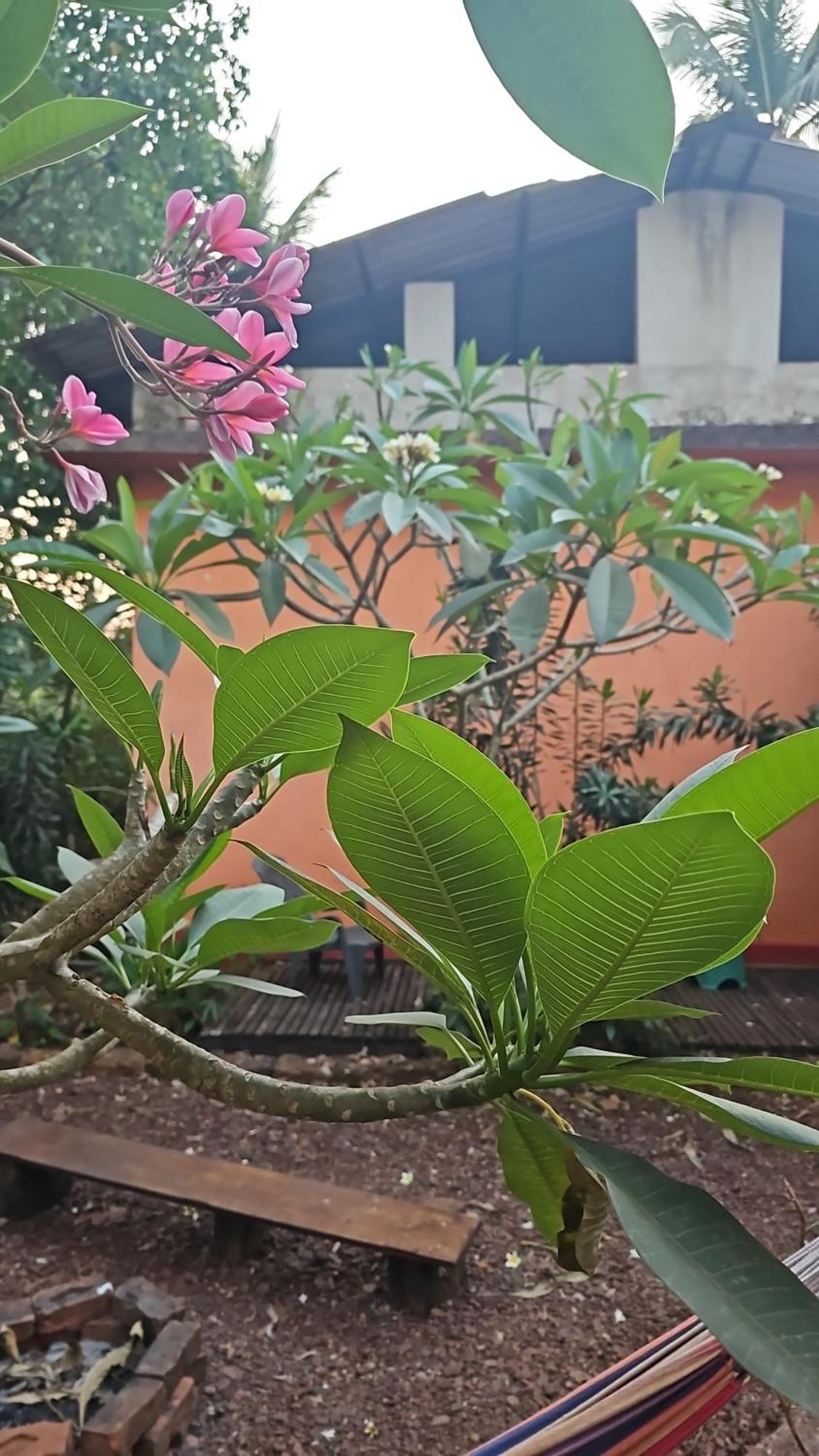 Laxmi Happy Home In Querim Goa מראה חיצוני תמונה